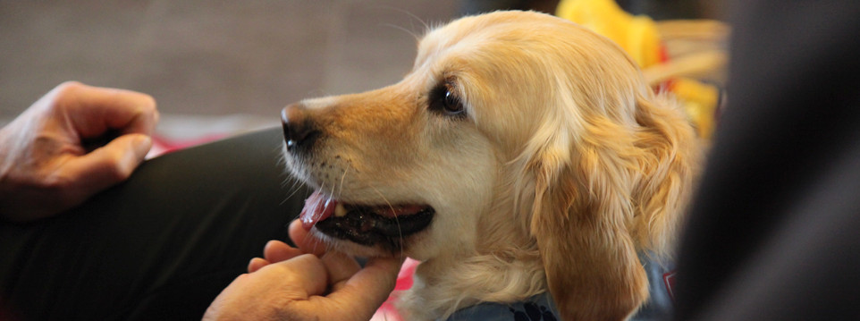 Hundebesuche im AWO Seniorenzentrum Michael-Herler-Heim in Singen